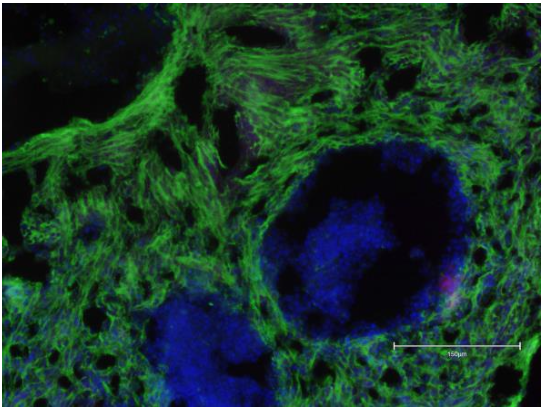 Cellino Manufacturing Platform